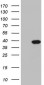 PPA2 (6W7) Mouse Monoclonal antibody